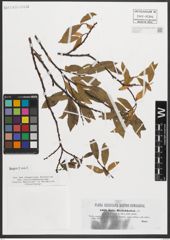 Foto von Salix mielichhoferi Saut.
